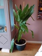 Grote kamerplant strelitzia, Ophalen, Halfschaduw