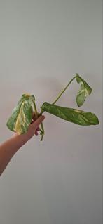 Monstera Lechleriana

Variegata, Huis en Inrichting, Kamerplanten, Ophalen, Halfschaduw, Minder dan 100 cm