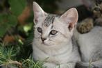 Zeer mooie burmilla x europees korthaar kittens, Meerdere dieren, Kortharig, 0 tot 2 jaar