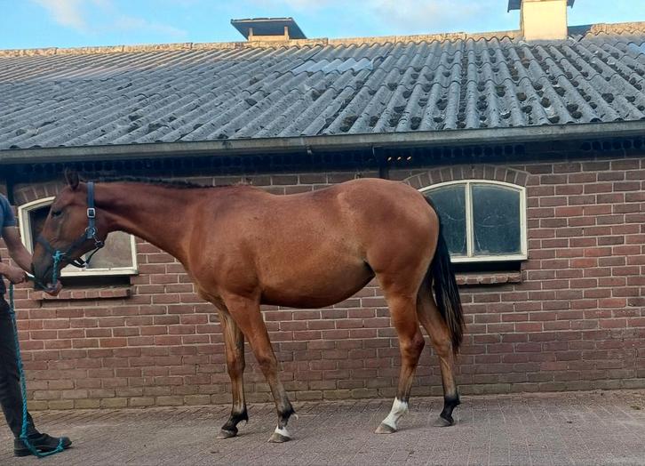 Bijna 3 jarige spring merrie, Antiek en Kunst, Antiek | Boeken en Bijbels, Ophalen