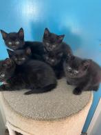 Kittens zwart, Dieren en Toebehoren, Katten en Kittens | Overige Katten, Meerdere dieren, 0 tot 2 jaar