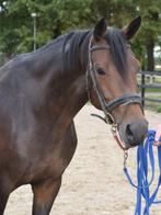 Lieve 6-jarige dressuurmerrie, In Style x Negro x Amsteram, Dieren en Toebehoren, Merrie, Gechipt, Dressuurpaard, Zadelmak
