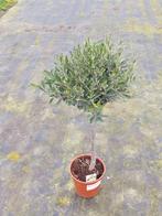 Olijfboom, Ophalen, Vaste plant, Overige soorten, Halfschaduw