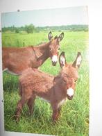 9486 2 ezels in Duitsland, Verzenden, Voor 1920, Duitsland