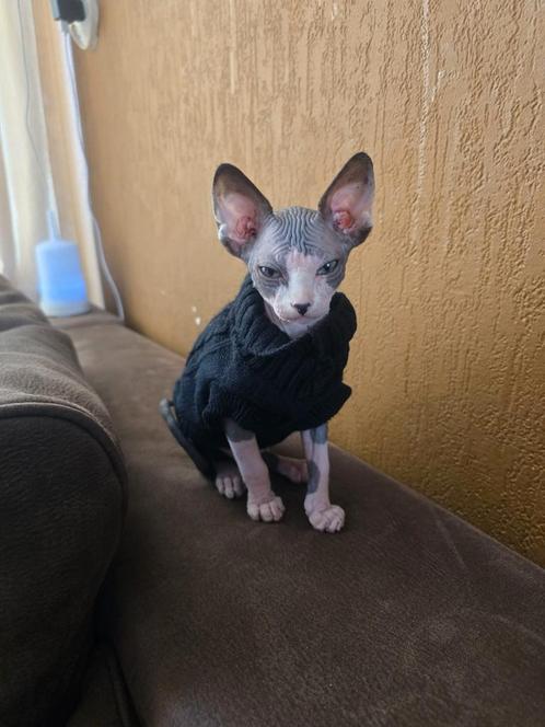 Sphynx kitten zoekt nog een warm huisje, Dieren en Toebehoren, Katten en Kittens | Raskatten | Korthaar, Kater, 0 tot 2 jaar, Gechipt