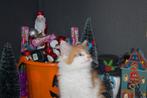 Ragcoons. Ragdoll/maine coon kittens., Meerdere dieren, Ontwormd