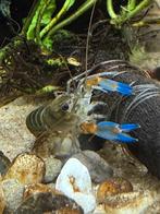 Cherax sp. Peacock kreeften, Dieren en Toebehoren, Kreeft, Krab of Garnaal, Zoetwatervis