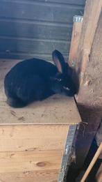 Grote ram lotharinger, Dieren en Toebehoren, Konijnen, Mannelijk, Groot