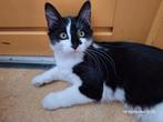 Lieve katter van 4 maand, Dieren en Toebehoren, Katten en Kittens | Overige Katten, Kater, Langharig, 0 tot 2 jaar