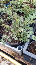 Thalictrum, Tuin en Terras, Planten | Tuinplanten, Volle zon, Vaste plant, Zomer, Ophalen