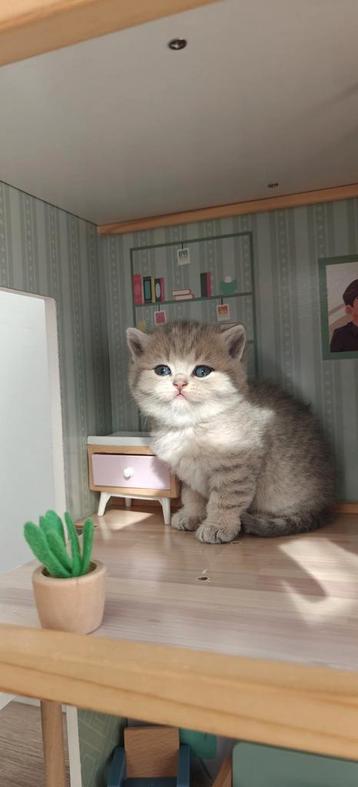 Prachtige  British Shorthair kittens  beschikbaar voor biedingen