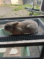Konijntjes, Dieren en Toebehoren, Konijnen, Meerdere dieren, Klein, 0 tot 2 jaar