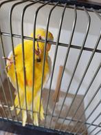 ELEGANTEN, Dieren en Toebehoren, Vogels | Parkieten en Papegaaien, Mannelijk, Parkiet, Geringd