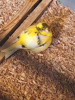 Koppel kanaries, Meerdere dieren, Kleurkanarie