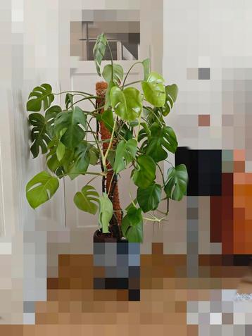 Grote Monstera met mosstok beschikbaar voor biedingen