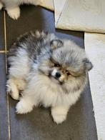 ZWERGSPITZ / POMERANIAN WELPEN, Particulier, Overige rassen, CDV (hondenziekte), 8 tot 15 weken