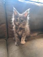 Maine coon kittens met stamboom, Dieren en Toebehoren, Katten en Kittens | Raskatten | Langhaar, Meerdere dieren, Gechipt