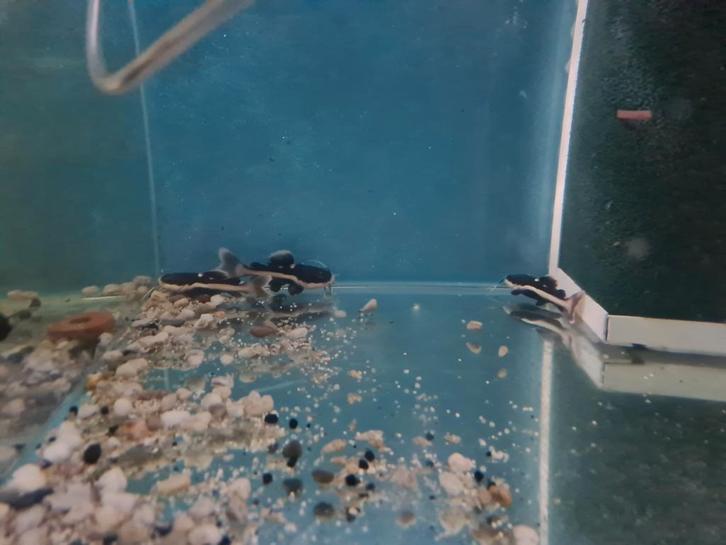 Roodstaartmeerval, rtc, roodstaart meerval, Dieren en Toebehoren, Vissen | Aquariumvissen, Zoetwatervis, Vis