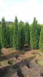 Grote haagconiferen thuja smaragd tot 225 cm, Ophalen of Verzenden, Conifeer, 100 tot 250 cm