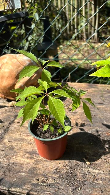 Wilde wingerd plantjes beschikbaar voor biedingen