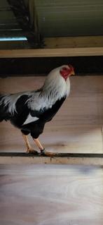 Twentse hoen haan, Dieren en Toebehoren, Mannelijk, Kip