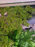 Gratis aquarium planten, Dieren en Toebehoren, Vissen | Aquaria en Toebehoren, Ophalen, Zo goed als nieuw, Plant(en), Steen of Hout