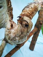 Taxidermie Opgezette Buizerd Buteo roofvogel brede vleugels, Verzamelen, Dierenverzamelingen, Ophalen of Verzenden, Zo goed als nieuw
