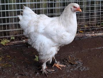 Brahma hen groot wit beschikbaar voor biedingen
