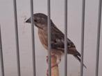 Citroenborst edelzanger, Dieren en Toebehoren, Vogels | Overige Vogels, Vrouwelijk, Tropenvogel, Geringd