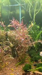 Rotala blood red (Aquarium Plant), Ophalen of Verzenden, Nieuw, Plant(en), Steen of Hout