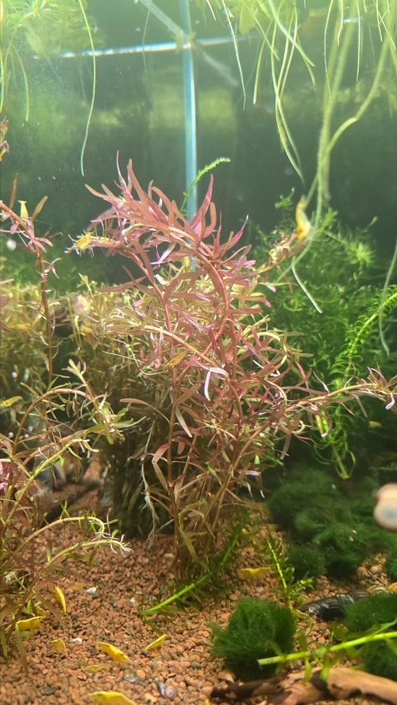 Rotala blood red (Aquarium Plant), Dieren en Toebehoren, Vissen | Aquaria en Toebehoren, Nieuw, Plant(en), Steen of Hout, Ophalen of Verzenden