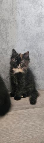Kittens zoeken huisje, Dieren en Toebehoren, Katten en Kittens | Overige Katten, Meerdere dieren, Langharig, 0 tot 2 jaar