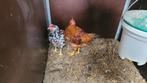 Haan, Dieren en Toebehoren, Pluimvee, Mannelijk, Kip