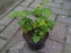 Doornloze Frambozen, Tuin en Terras, Planten | Tuinplanten, Ophalen, Vaste plant, Halfschaduw, Zomer