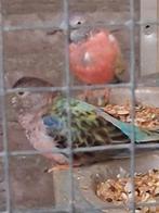 Koppel bourks parkieten, Meerdere dieren, Parkiet, Geringd