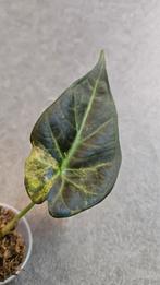 Alocasia Regal Shield Gold Variegata, Ophalen of Verzenden, Halfschaduw, Minder dan 100 cm
