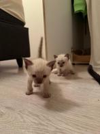 Siamees kittens, Dieren en Toebehoren, Katten en Kittens | Raskatten | Korthaar, Geslacht onbekend, Gechipt