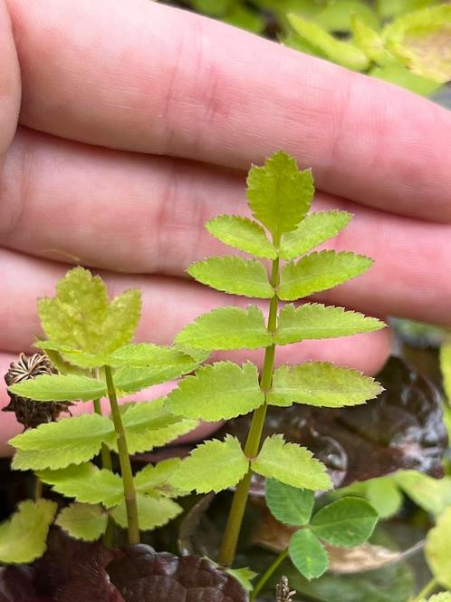 Kleine watereppe, Tuin en Terras, Vijver-toebehoren, Ophalen