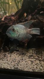 Electric blue acara man te koop, Vis, Zoetwatervis