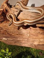 Bay of La  Rosy boa., Dieren en Toebehoren, Slang