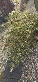 Gratis hulst takken voor kerststukjes, Ophalen, Bloeit niet, Overige soorten