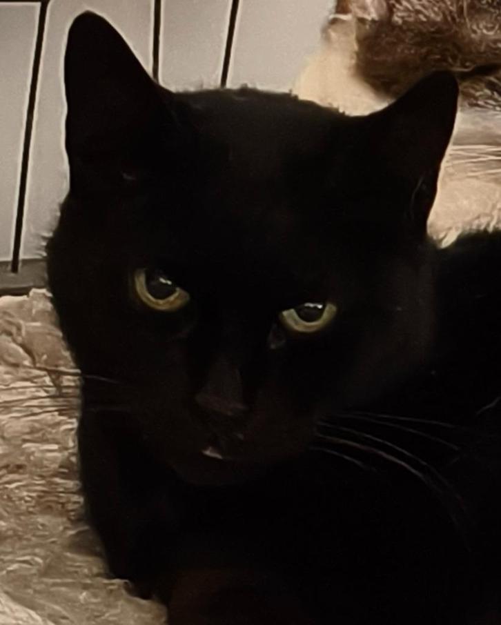Masha, een echte black beauty, Dieren en Toebehoren, Katten en Kittens | Overige Katten, Kortharig, Poes, 3 tot 5 jaar