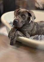 Arya cane corso pup met stamboom, Particulier, Rabiës (hondsdolheid), 15 weken tot 1 jaar, Overige rassen