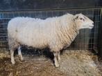 noordhollander ram, Dieren en Toebehoren, Mannelijk, Schaap, 3 tot 5 jaar
