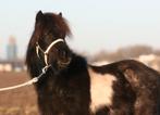 Prachtige, lieve bonte en vos shetlander ruinen en merrie, Ruin, A pony (tot 1.17m), Gechipt, 3 tot 6 jaar