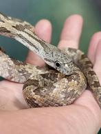 Zwarte rattenslang, pantherophis spiloidis, Dieren en Toebehoren, Reptielen en Amfibieën, Slang, Tam, 0 tot 2 jaar