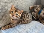 Bengaalse kittens, Dieren en Toebehoren, Katten en Kittens | Raskatten | Korthaar, Meerdere dieren, Gechipt, 0 tot 2 jaar