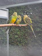 Roodrug parkieten, Meerdere dieren, Parkiet