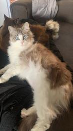 Ragdol poes hetplaatser, Dieren en Toebehoren, Poes