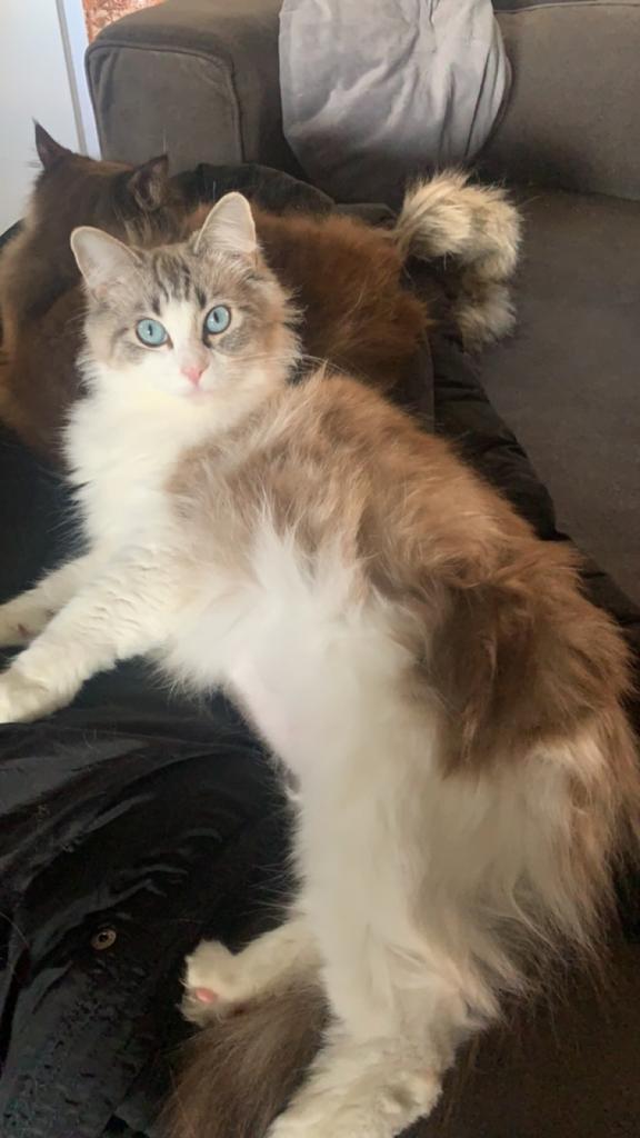 Ragdol poes hetplaatser, Dieren en Toebehoren, Katten en Kittens | Raskatten | Langhaar, Poes
